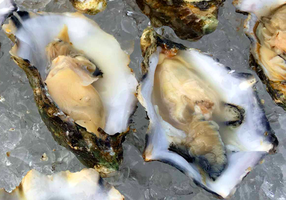 Tuccino, ostriche Gilleardeau