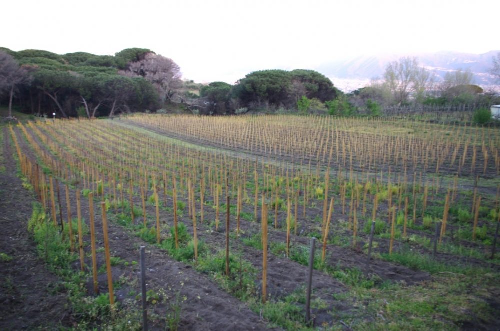 Vigneto sul Vesuvio