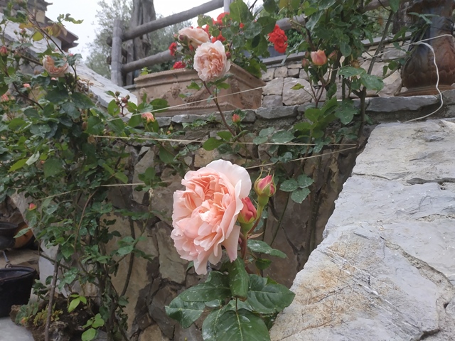 Villa Rosa di Nonna Rosa - le rose del giardino