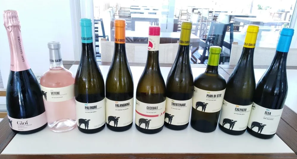 Vini di San Salvatore - Nuove annate