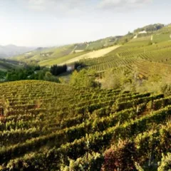 L'incantevole paesaggio del Roero