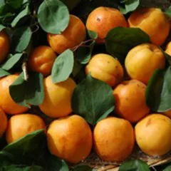 Albicocca del Vesuvio