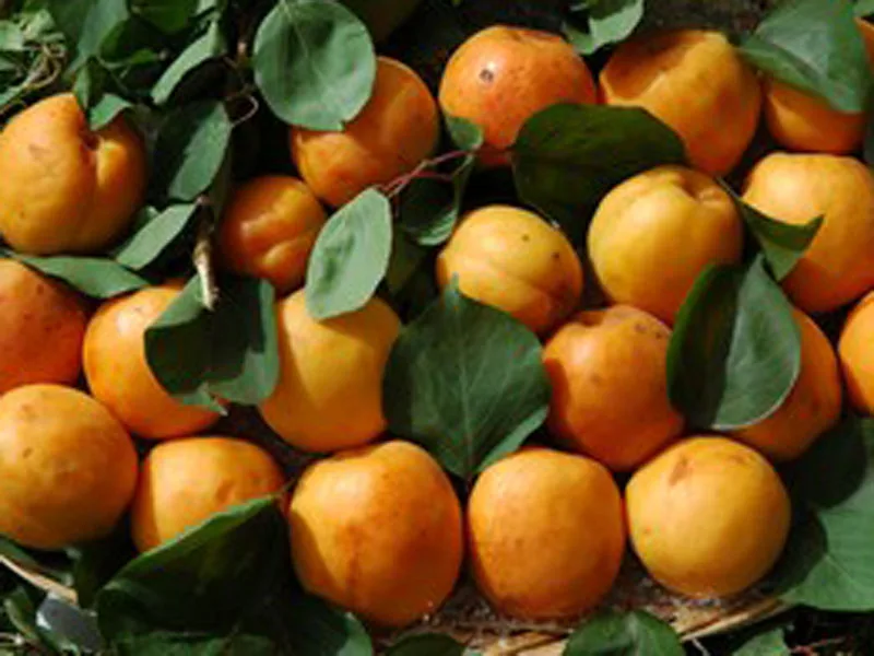 Albicocca del Vesuvio