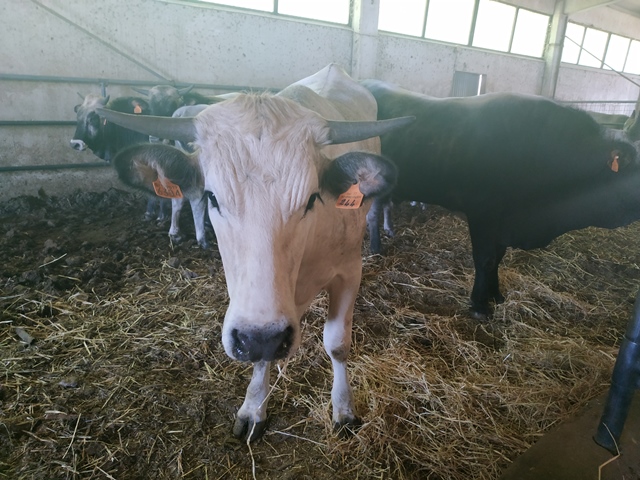 Masseria Paglicci - una vacca podolica