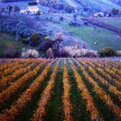 Una Vespa per la Vita - Panorama