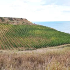 Vigne e mare di Menfi