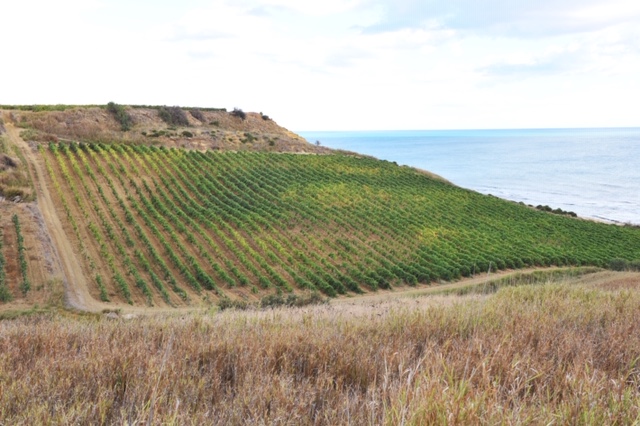 Vigne e mare di Menfi 