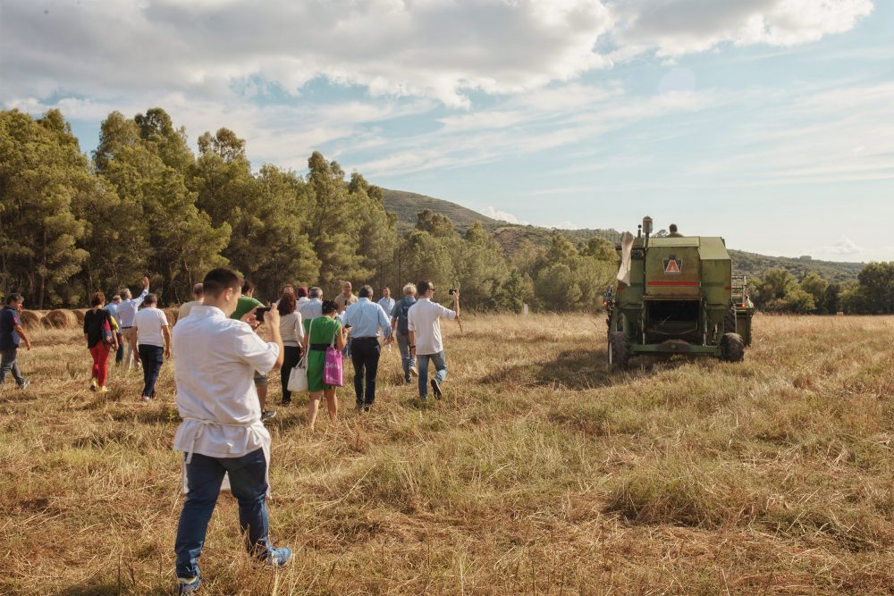 Campi del Cilento 2018