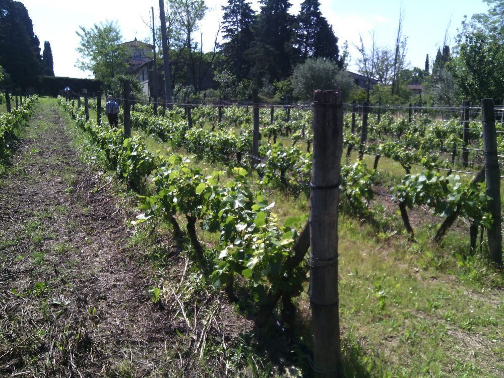 eatprato- le vigne del marchese Pancrazi