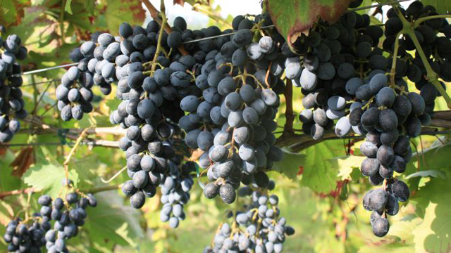 Grappoli di "camaiola"