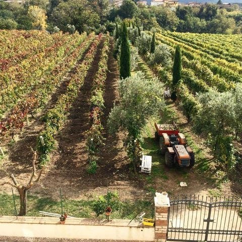 Le vigne che circondano l'abitazione