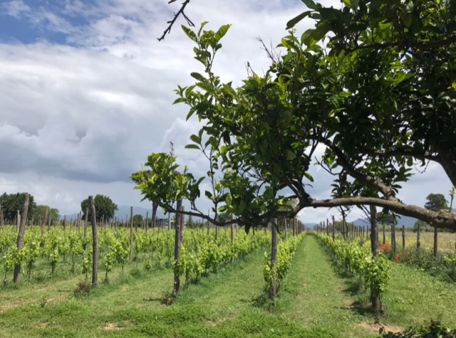 Vitis Aurunca - Vigneto