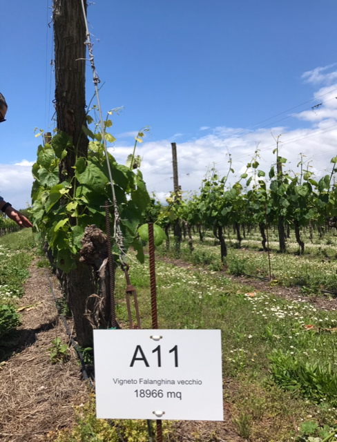 Vitis Aurunca - vigneto