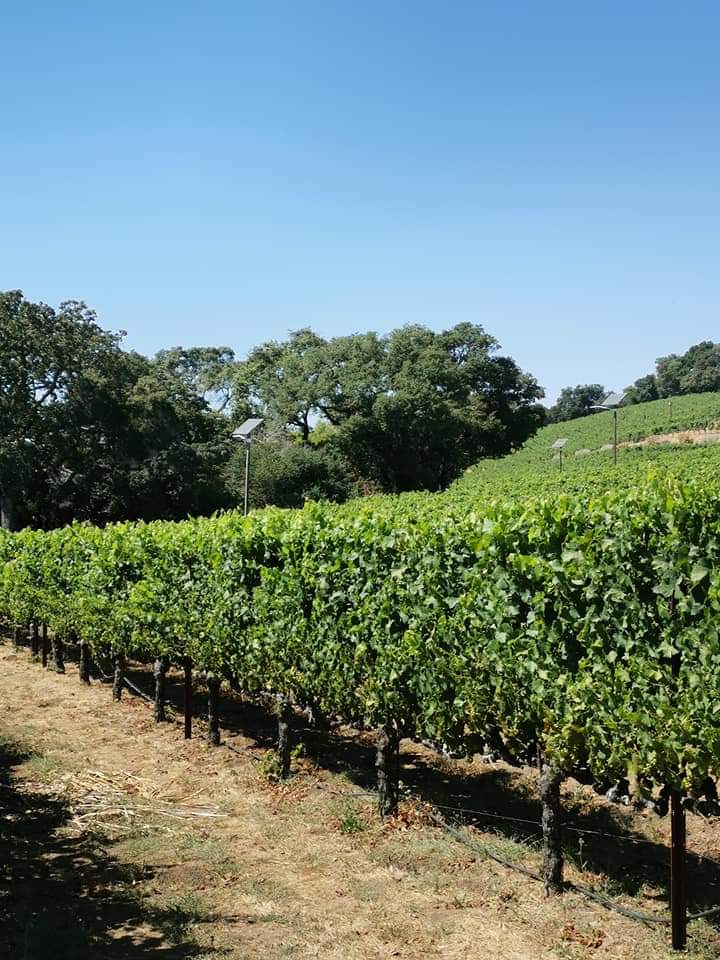 Benziger Vineyards