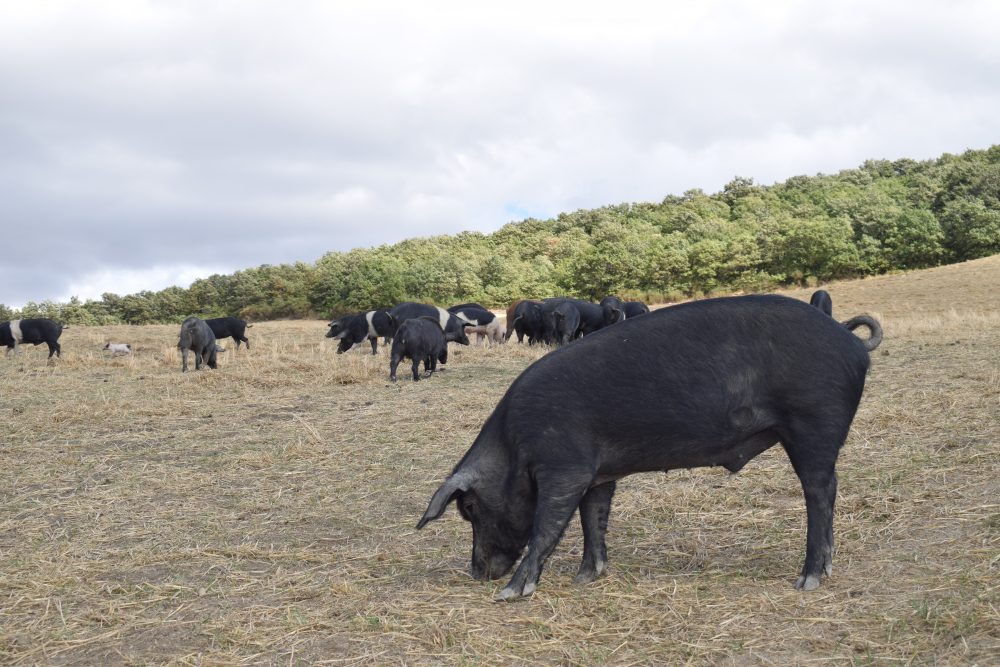 Agrimar - allevamento libero Bioagrimar maiale nero lucano