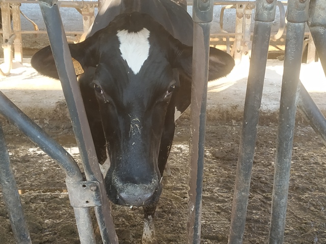 Alveti &Camusi - una vacca di razza Frisona