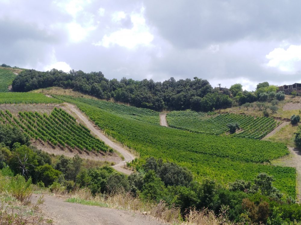 Azienda agricola Luigi Maffini Vigneto