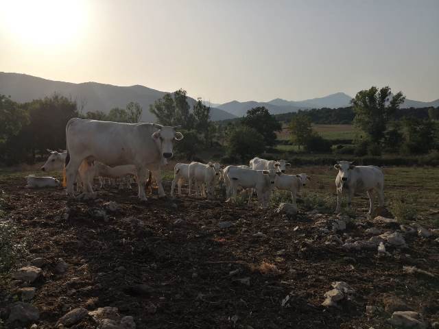 Fattoria Lauretti - Chianine al pascolo