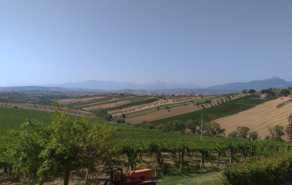 Filari di Montepulciano in pergola abruzzese con il Gran Sasso sullo sfondo lontano