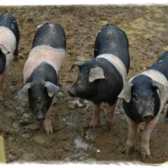 La critica gastronomica e i tre porcellini