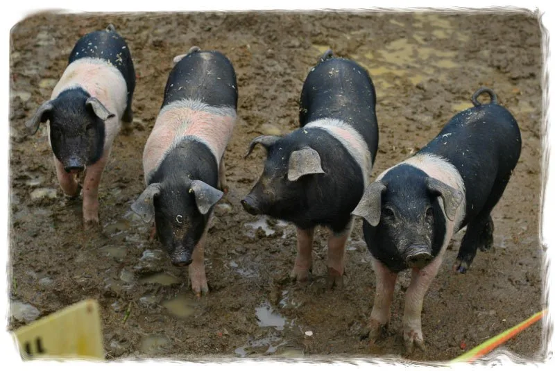 La critica gastronomica e i tre porcellini