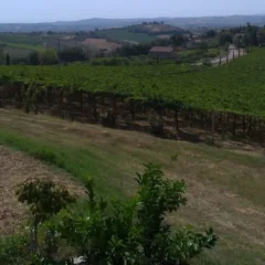 Montepulciano a Controguerra completamente esposto a sud