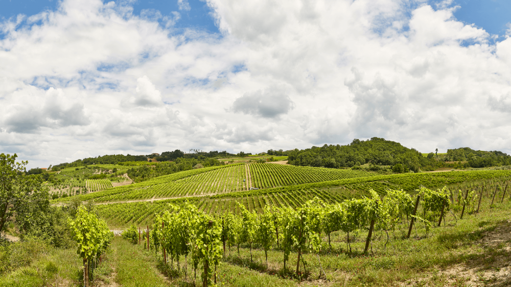 Vigne in Castelfranci