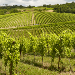 Vigne in Castelfranci