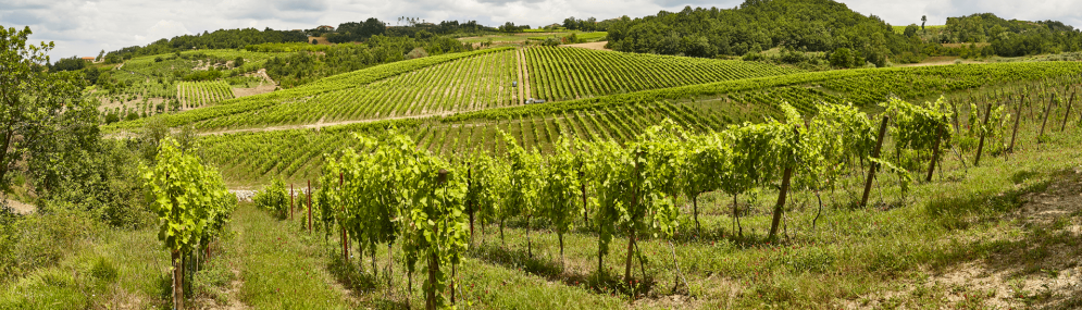 Vigne in Castelfranci