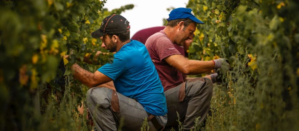 Vendemmia, Cantina Gulfi