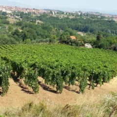 Azienda Vinicola Struzziero di Venticano - Vigneti