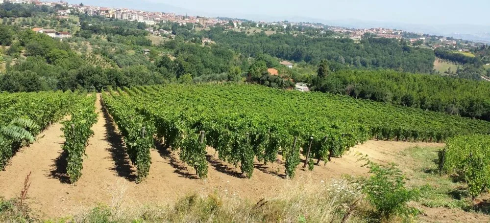 Azienda Vinicola Struzziero di Venticano - Vigneti