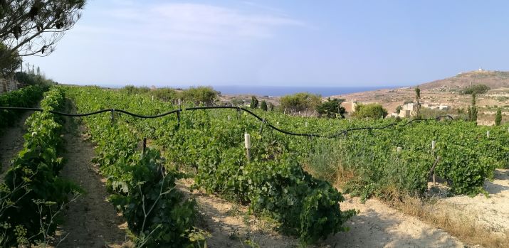 Vigneto di Tal-Massar Winery a Gharb