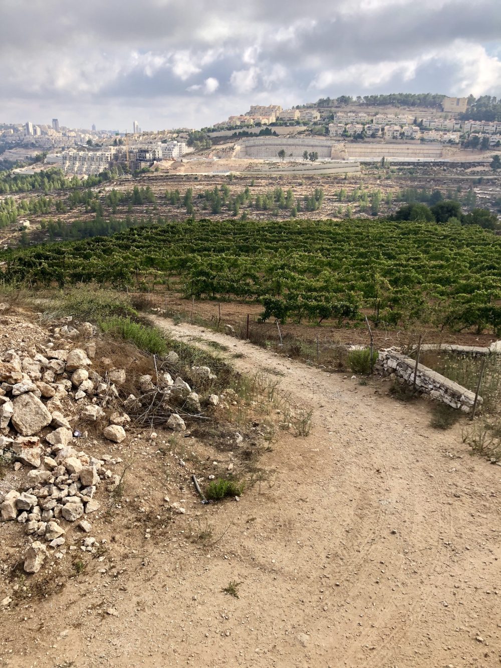 I vigneti di Cremisan sotto il monastero