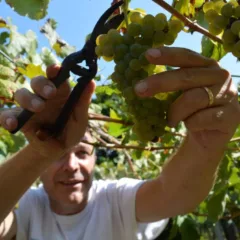 Massimo Setaro vendemmia raccolta