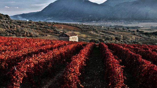 Le vigne del Sannio