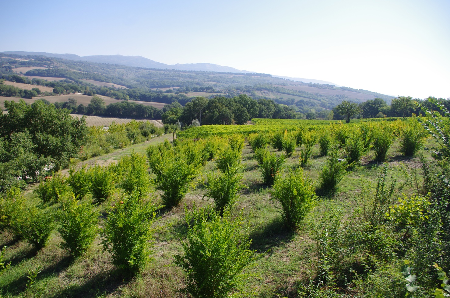 Cantina Roccafiore - Melograni