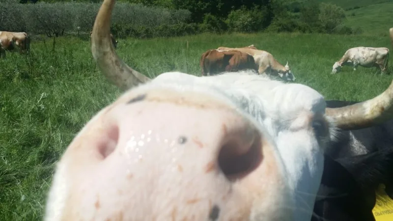 Bacio di mucca