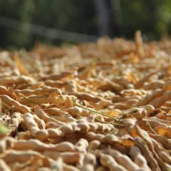 Fagiolo di Casalbuono - baccelli