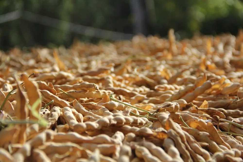 Fagiolo di Casalbuono - baccelli