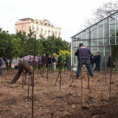 Vigna del Gallo, il vigneto urbano di Palermo