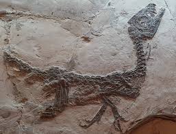 Il fossile del cucciolo di dinosauro
