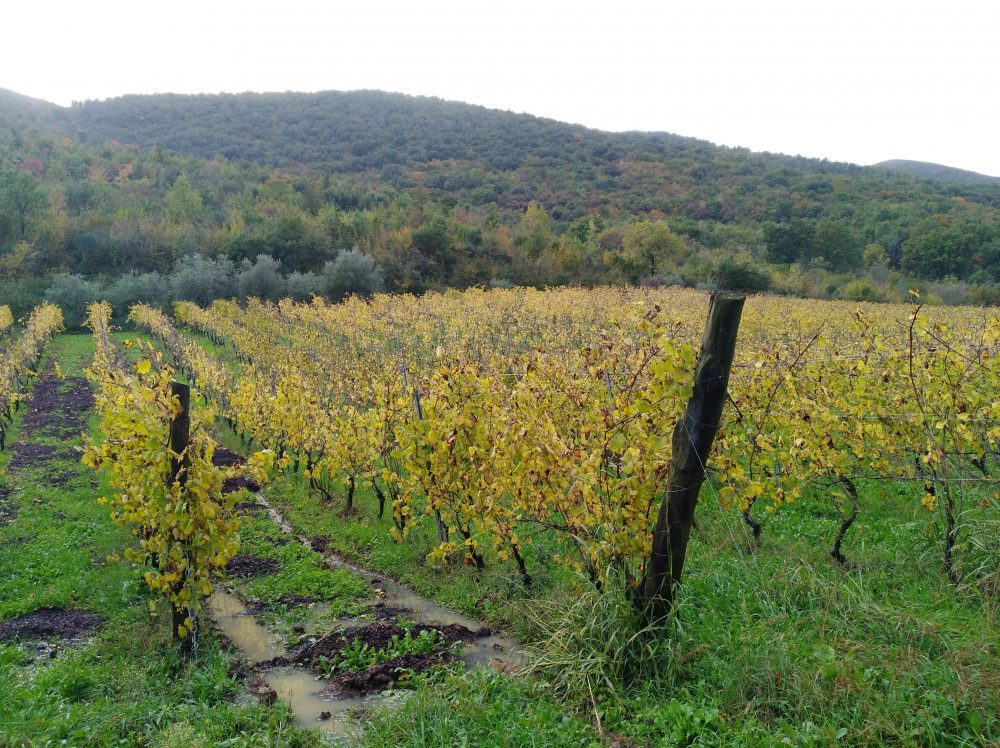 Azienda Il Verro Vigna di Pallagrello bianco