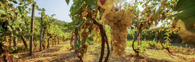 I Soave de Le Mandolare - Vigneti