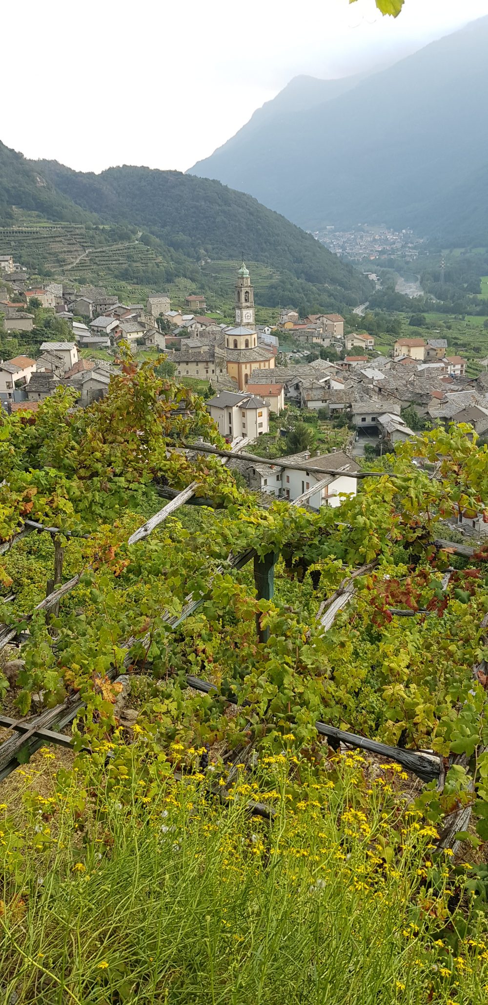 Muraje Carema - panorama