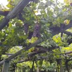 Muraje Carema - vigne