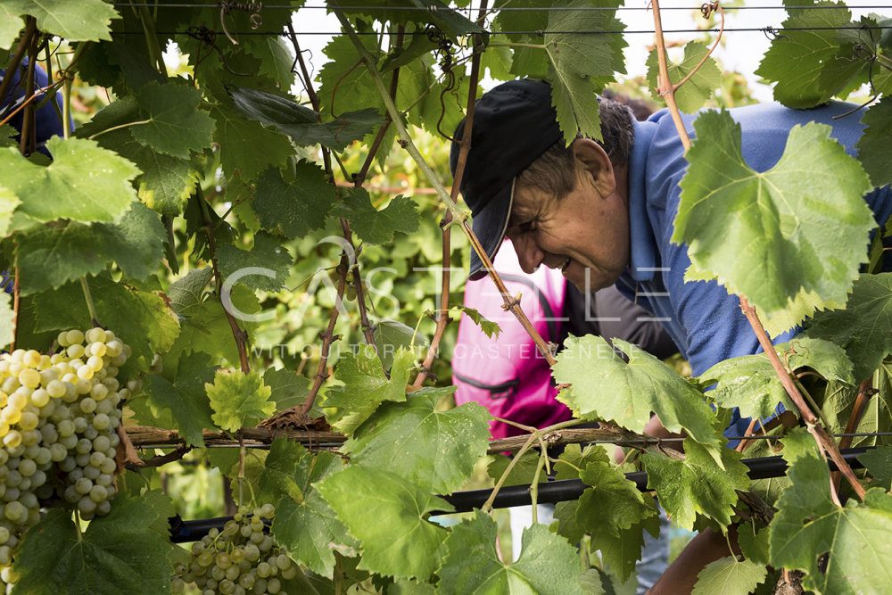 Vendemmia in Castelle