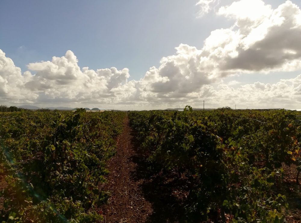 Vigne al Vento