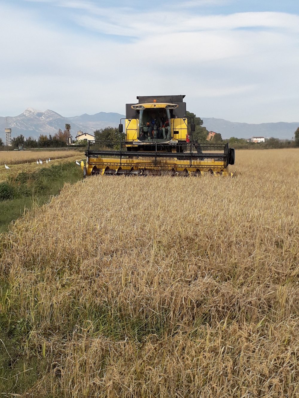 Campo di riso a Sibari