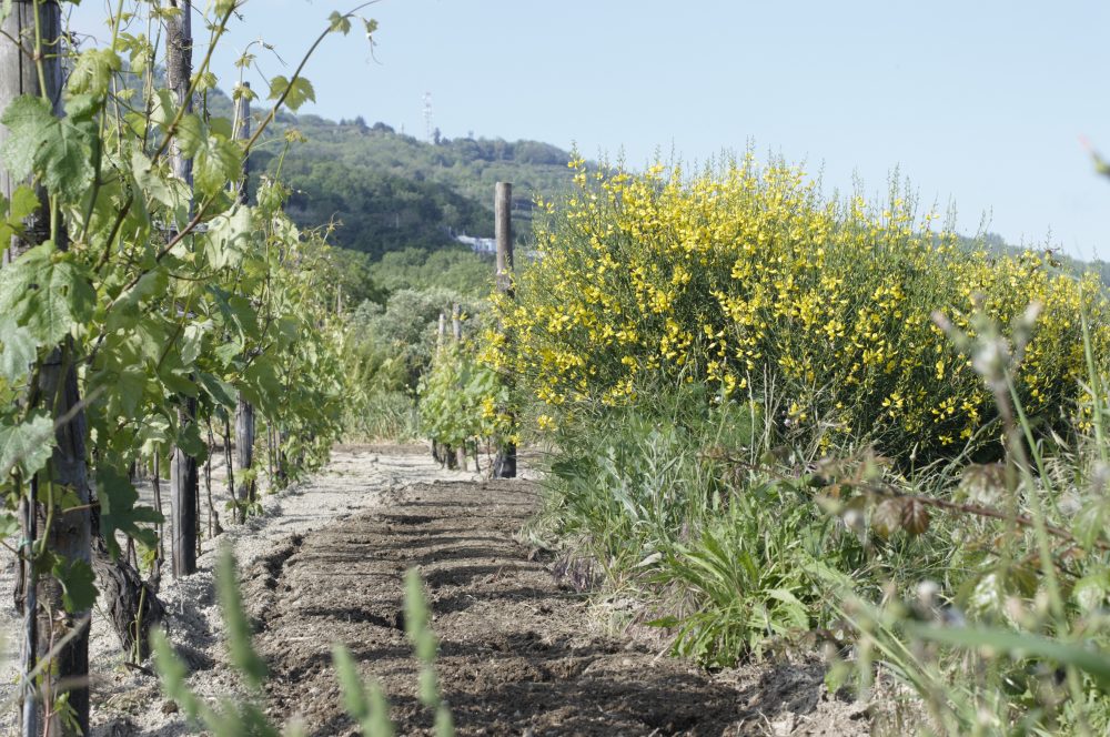 Cenatiempo - vigna